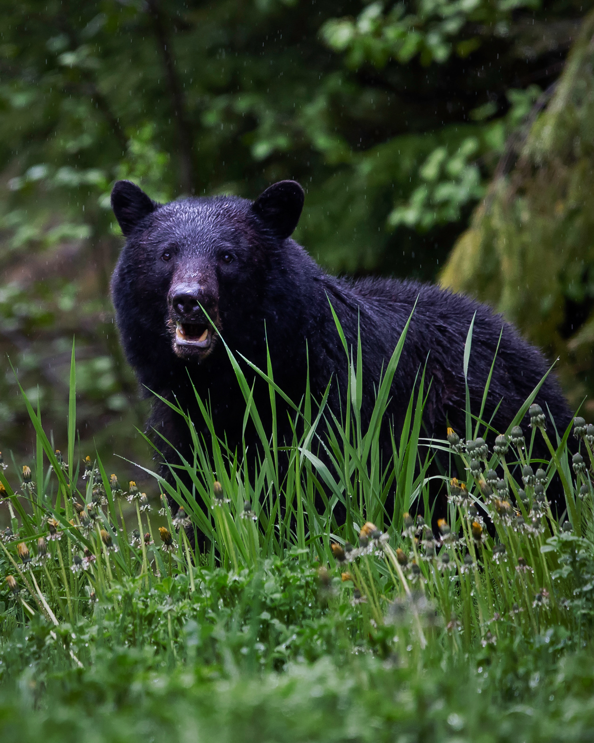 unique-things-to-do-in-tofino-british-columbia