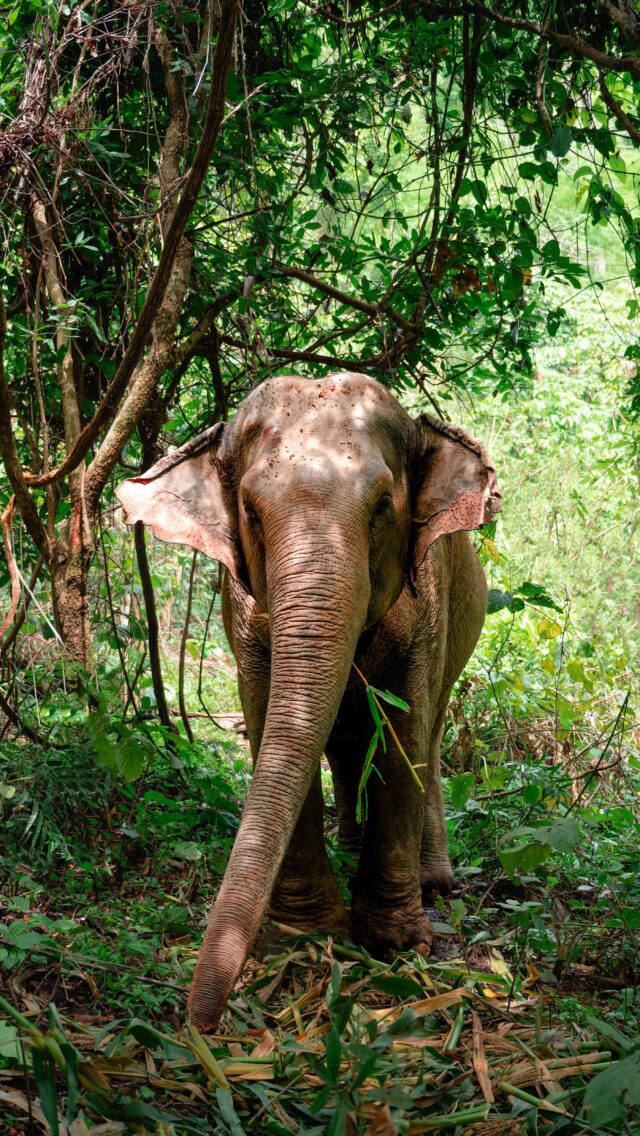Bucketlist #27: See elephants in Thailand ✅🇹🇭

PS. This is at a sanctuary in Chiang Mai called Chang Chill Hillside @changchill_th - there was no touching of the elephants, no feeding, no washing and of course no riding- this was SUCH a wonderful & ethical way to experience seeing elephants for the first time and I can’t recommend it enough 💕